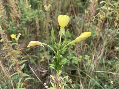 Oenothera biennis