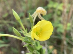 Oenothera biennis