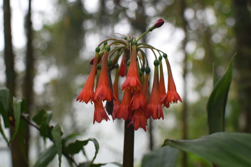 Scadoxus cyrtanthiflorus image