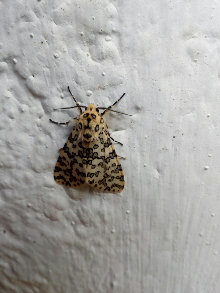 Alpenus pardalina