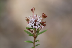 Grevillea sphacelata