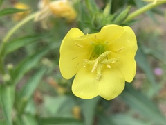 Oenothera biennis
