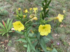 Oenothera biennis