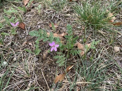 Erodium cicutarium