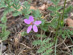 Erodium cicutarium