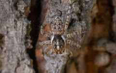 Menemerus semilimbatus