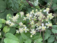 Clematis vitalba