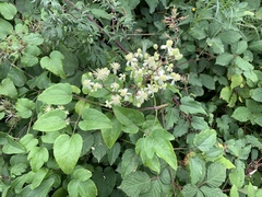 Clematis vitalba