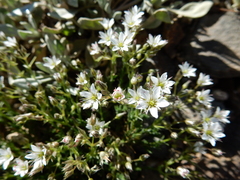 Sabulina nuttallii