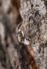 Menemerus semilimbatus