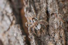 Menemerus semilimbatus