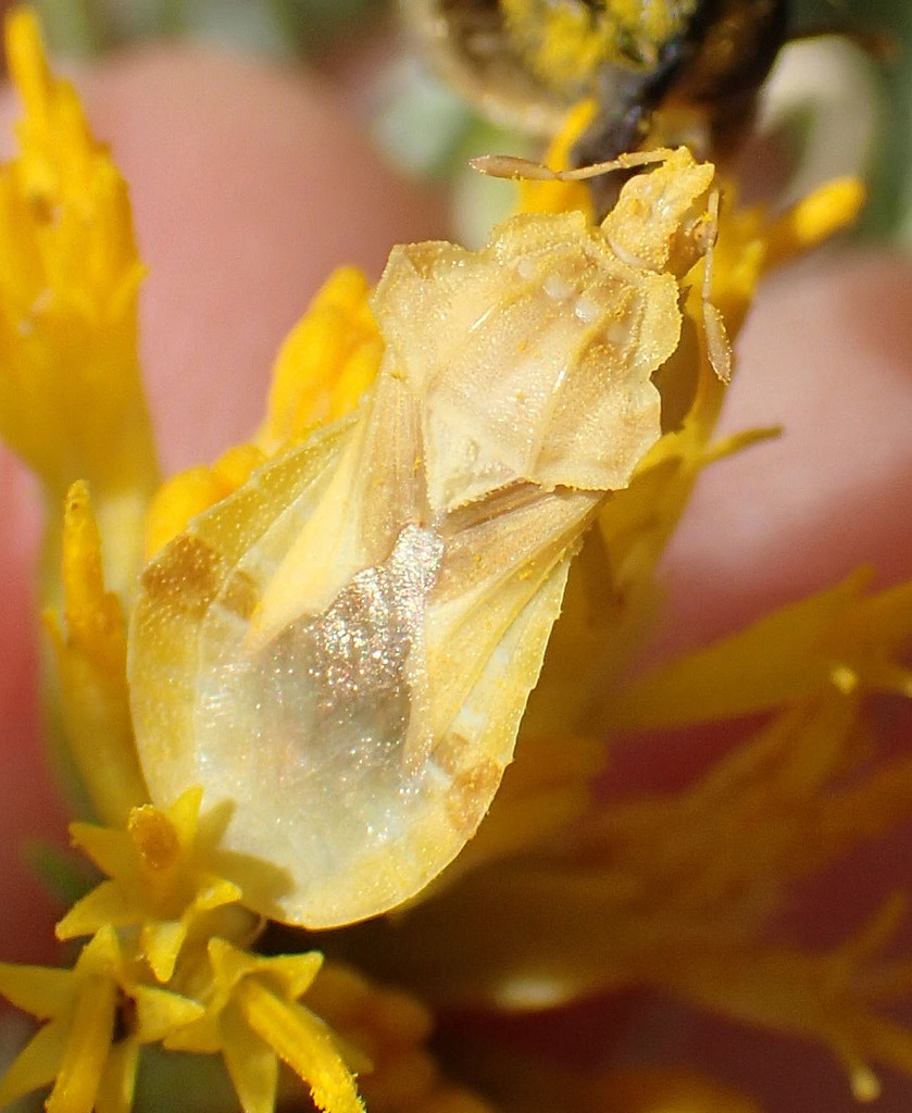 Phymata metcalfi