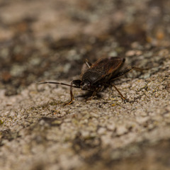 Eremocoris plebejus
