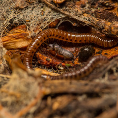 Proteroiulus fuscus