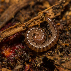 Proteroiulus fuscus