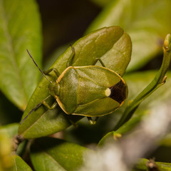 Chlorochroa juniperina