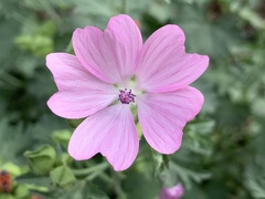 Malva moschata