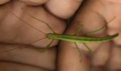Neohirasea hongkongensis