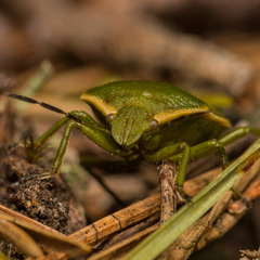 Chlorochroa juniperina