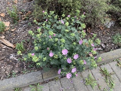 Malva moschata