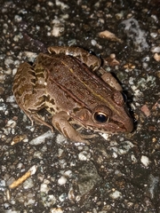Pelophylax nigromaculatus