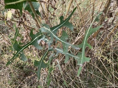 Lactuca serriola