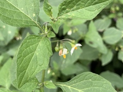 Solanum nigrum