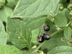 Solanum nigrum