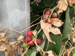 Bryonia cretica dioica