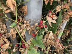 Bryonia cretica dioica