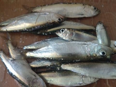 Alosa kessleri