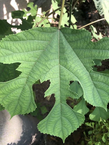 Paper mulberry