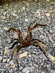 Selenocosmia crassipes