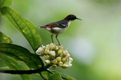 Myzomela jugularis