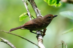 Pachycephala vitiensis