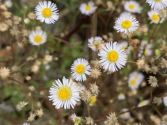 Erigeron annuus
