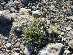 Sabulina nuttallii