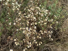 Erigeron annuus