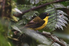 Pachycephala vitiensis