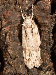 Izatha attactella