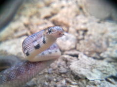 Coelognathus helena