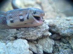 Coelognathus helena