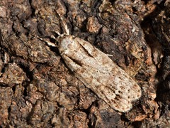 Izatha attactella