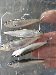 Alosa kessleri