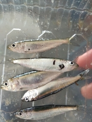 Alosa kessleri