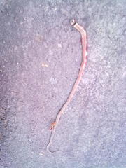 Sibynophis subpunctatus