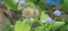 Praxelis clematidea