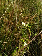 Ceratocapnos claviculata