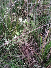 Ceratocapnos claviculata