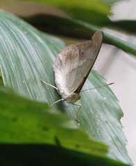 Eulaceura osteria